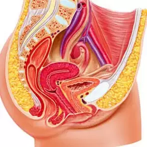 sistemul genito-urinar feminin și punctul gee